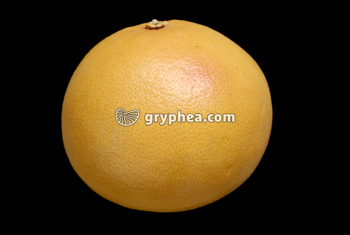 Pomelos rose - gryphea.com